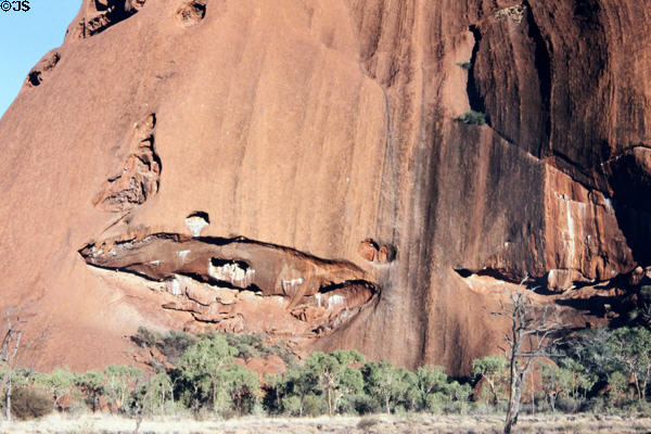Eroded face of Uluru (aka Ayers Rock) towers over trees. Australia.