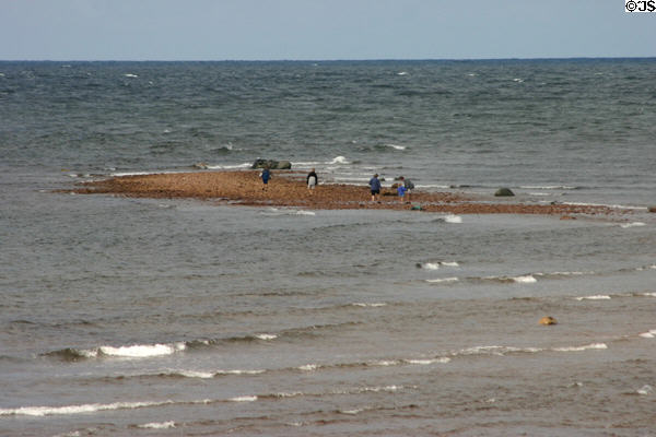 Wading in the shallows at North Cape. PE.