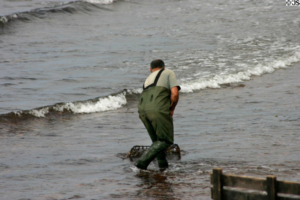 Raking in seaweed at North Cape. PE.