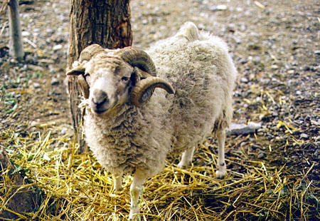 Ram in a Tibetan village. China.