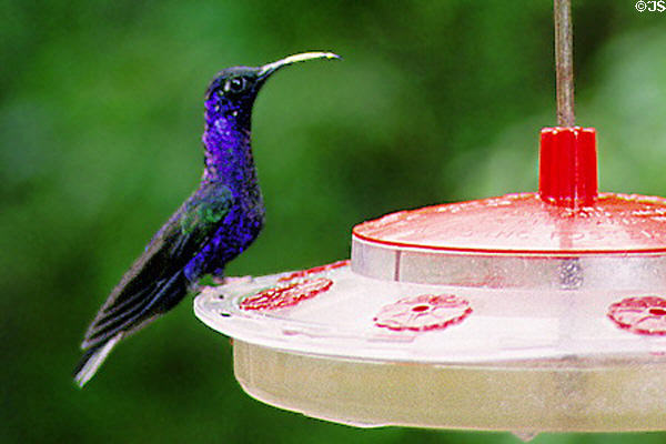Violet Sabrewing hummingbird resting in Monteverde. Costa Rica.