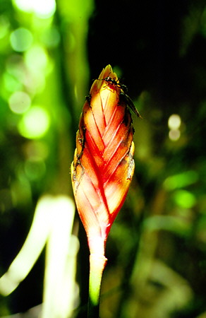 Poisonous Conga Ant crawling on a Bromeliad in the Amazon off the Río Napo. Ecuador.