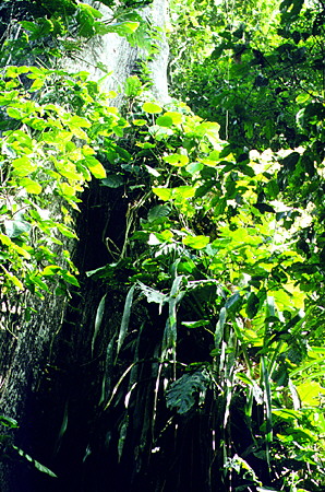 Looking through the foliage of the Amazon jungle beside the Río Napo. Ecuador.