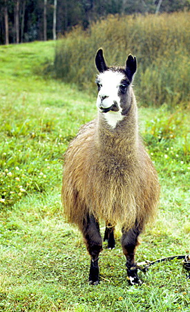 Llama at the Ingapirca ruins. Ecuador.