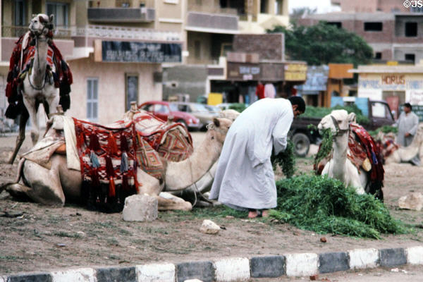 Camels with fodder in Giza. Egypt.