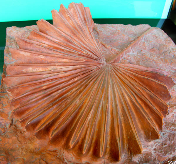Fan palm leaf cast used on exterior surface of Sagrada Familia. Barcelona, Spain.