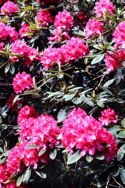 Gardens at Muckross House, near Killarney. Ireland.