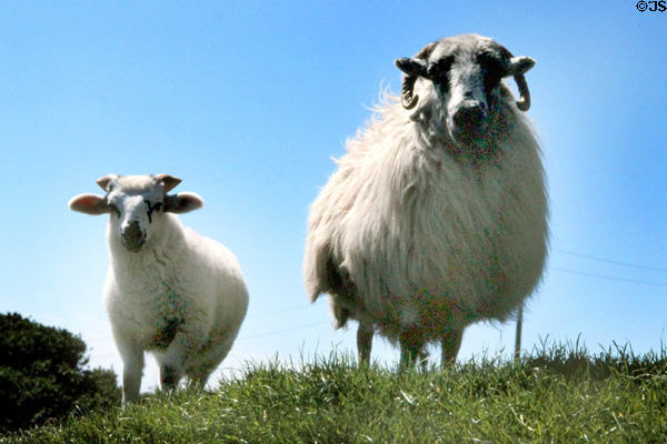 Goats at Dingle Peninsula. Ireland.