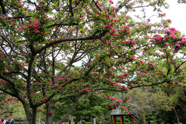 Flowering trees at St Stephen's Green. Dublin, Ireland.