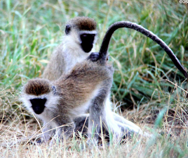 Vervet monkeys (<i>Chlorocebus pygerythrus</i>) grooming each other at Nairobi National Park. Kenya.
