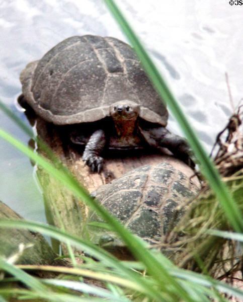 Turtles rest on a log in Nairobi National Park. Kenya.
