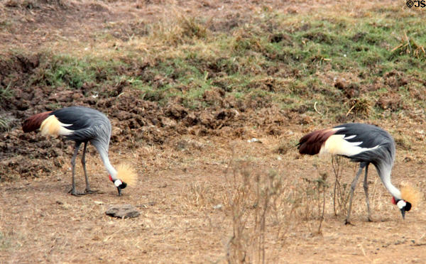 Crowned cranes in Nairobi National Park. Kenya.