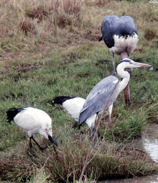 Grey heron (<i>Ardea cinerea</i>) with African sacred ibises (<i>Threskiornis aethiopicus</i>) in Nairobi National Park. Kenya.