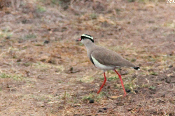 Crowned lapwing or Crowned plover (<i>Vanellus coronatus</i>) in Nairobi National Park. Kenya.
