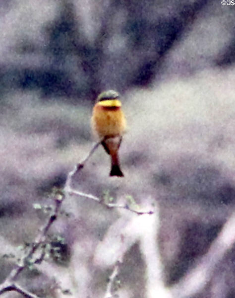 Little bee-eater (<i>Merops pusillus</i>) sits on branch waiting for insects in Nairobi National Park. Kenya.