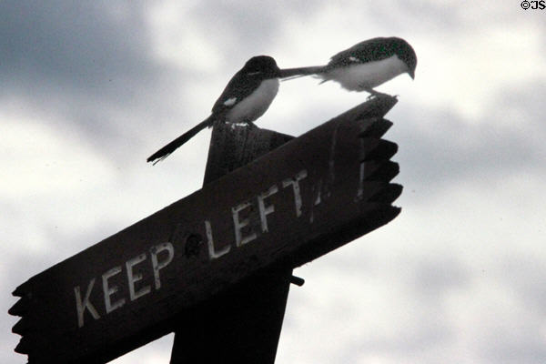 Fiscal Shrikes (<i>Lanius collaris</i>) on a road sign in Nairobi National Park. Kenya.