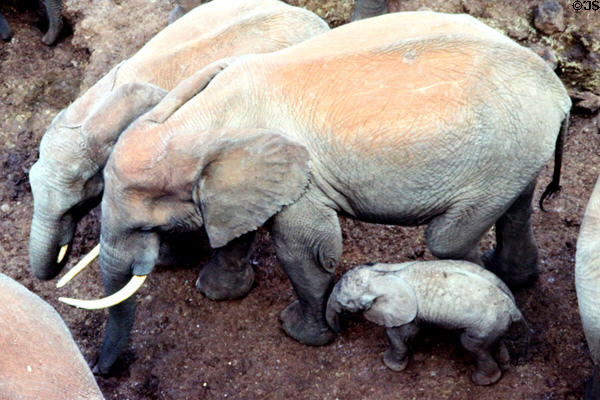 Forest elephant (<i>Loxodonta cyclotis</i>) family in visit Treetops in Aberdare National Park. Kenya.