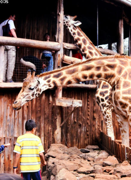 Visitors feed wild giraffe at Giraffe Centre near Karen, a suburb of Nairobi. Kenya.