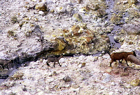 Goats cross the caldera of Sulphur Springs Park near Soufrière. St Lucia.