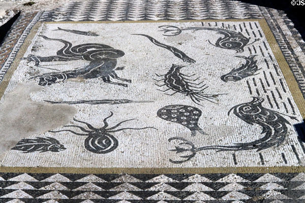 Roman mosaic floor with sea creatures at Volubilis. Morocco.