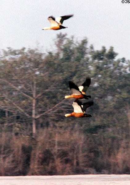 Geese fly above river in Chitwan National Park. Nepal.