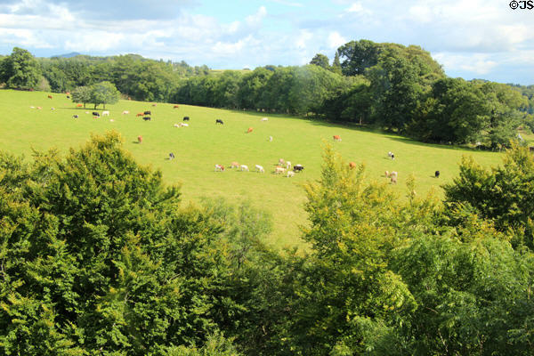 Cattle & trees around Doune Castle. Doune, Scotland.