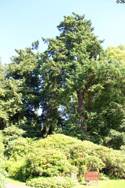 Douglas Fir at Scone Palace. Perth, Scotland.