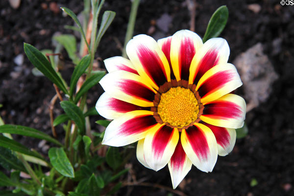 Flower at Maclellan's Castle. Kirkcudbright, Scotland.