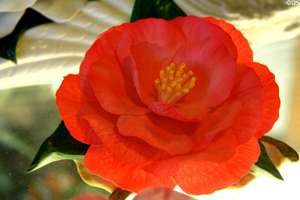 Boehm Porcelain camellia at Bellingrath collection. Theodore, AL.