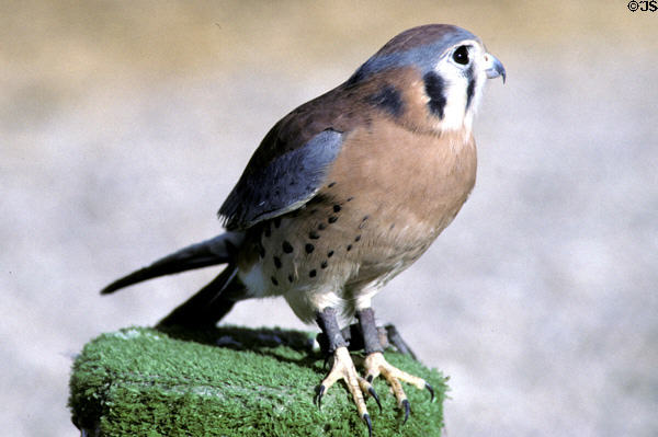 American Kestrel <i>Falco sparverius</i> at Living Desert Zoo. Palm Desert, CA.
