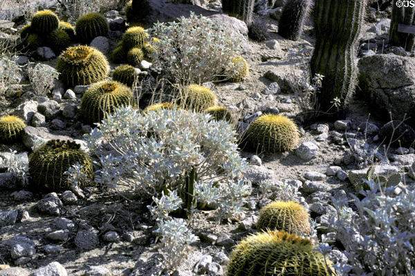 Barrel cactus collection at Living Desert Zoo & Gardens. Palm Desert, CA.