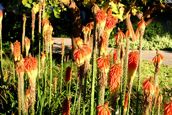 Flowers in the garden of Disney Concert Hall. Los Angeles, CA.