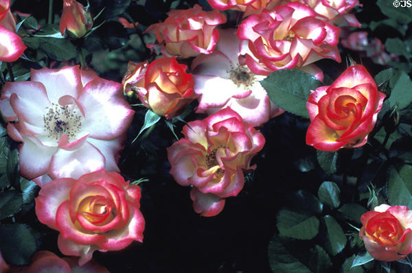 Red, yellow & white roses of Mission San Juan Capistrano. Capistrano, CA.