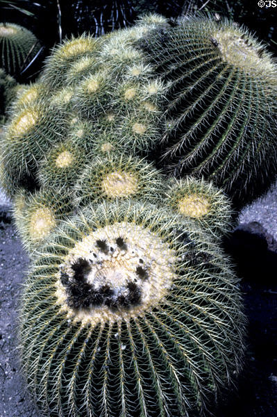 Barrel cactus at Henry E. Huntington Gardens. San Marino, CA.