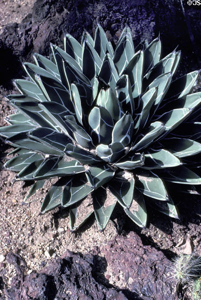 Succulent with lines at Henry E. Huntington Gardens. San Marino, CA.