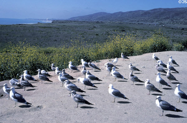 Gulls in formation on California coast. CA.