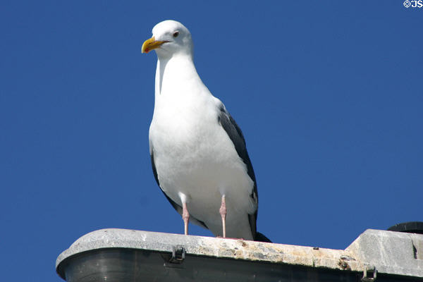 Western Gull (<i>Larus occidentalis</i>). San Diego, CA.