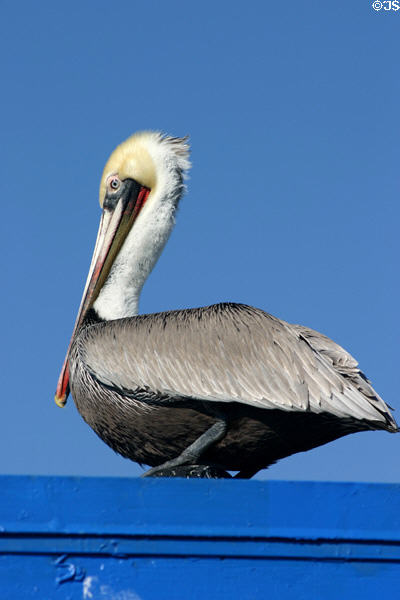 Brown Pelican. San Diego, CA.