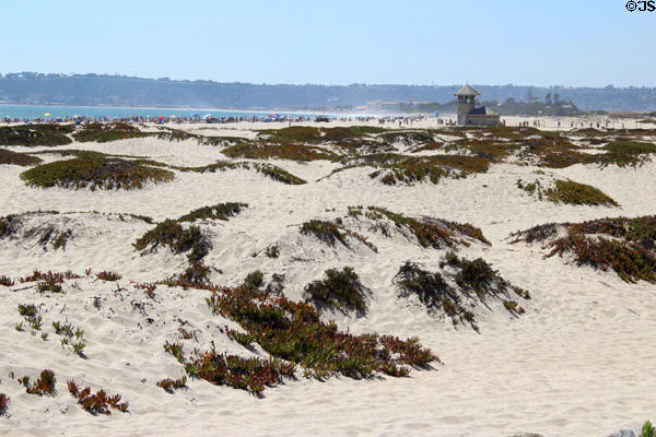 Dunes at Hotel del Coronado. Coronado, CA.