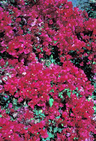 San Diego Mission garden flowers. San Diego, CA.