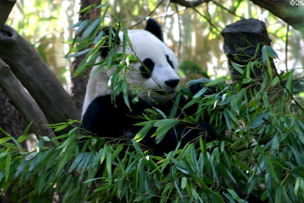 Panda reclining at Balboa Park Zoo. San Diego, CA.