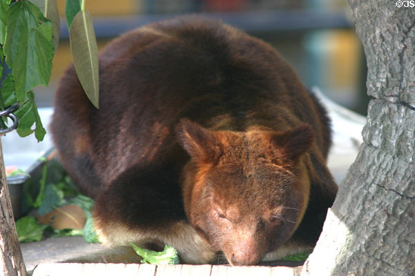 Tree kangaroo at Balboa Park Zoo. San Diego, CA.