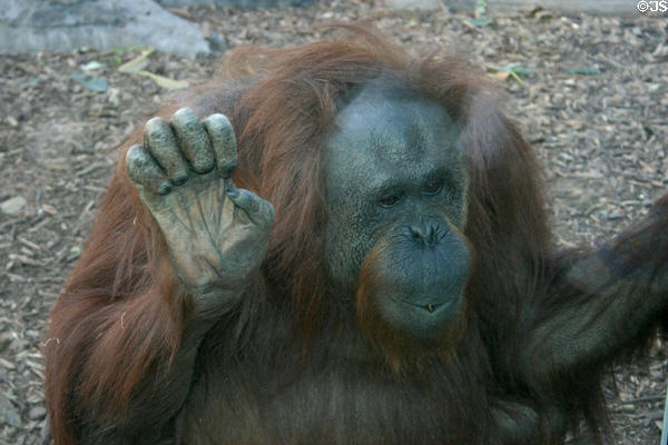 Orangutan at Balboa Park Zoo. San Diego, CA.