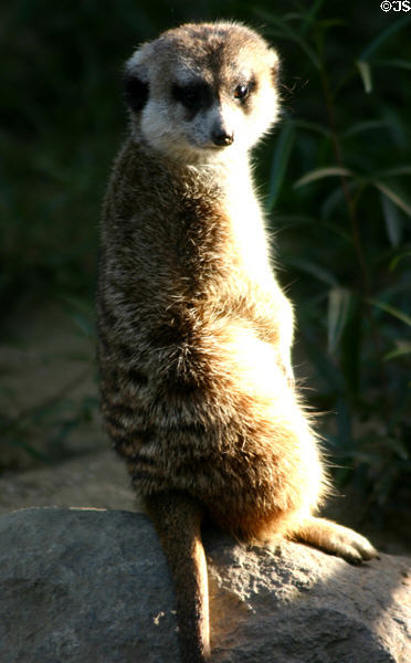 Meercat at Balboa Park Zoo. San Diego, CA.
