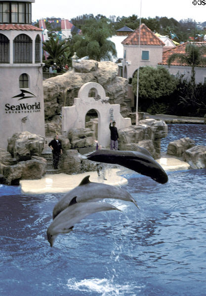 Whales & dolphins leaping at Sea World Park. San Diego, CA.