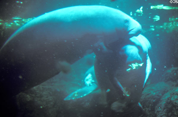 Manatees at Sea World Park. San Diego, CA.