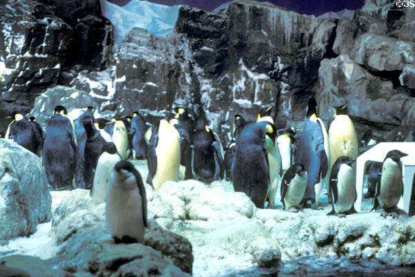 Penguin house at Sea World Park. San Diego, CA.
