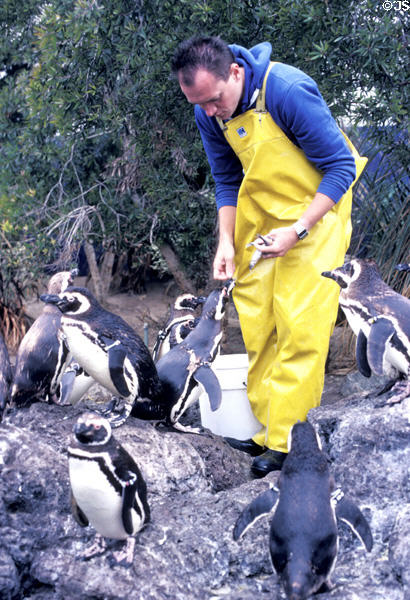 Penguins with keeper at Sea World Park. San Diego, CA.