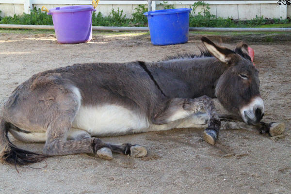 Donkey at Seeley Stable Museum in Old Town. San Diego, CA.
