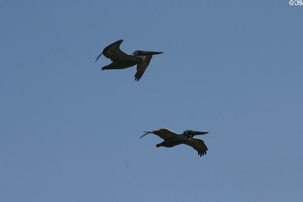 Pelicans in flight. La Jolla, CA.